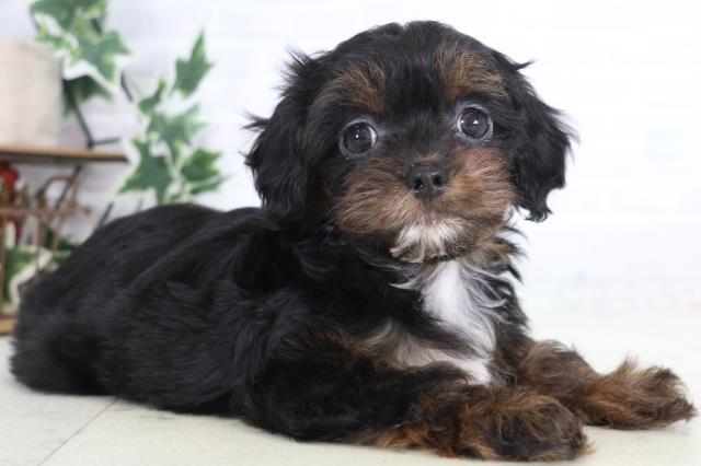 福岡県のチワプー/プーチー(チワワ×プードル) (Coo&RIKU久留米店/2025年12月12日生まれ/女の子/ブラックタンホワイト)の子犬の2枚目の画像