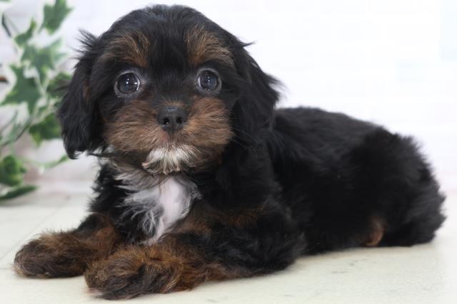 福岡県のチワプー/プーチー(チワワ×プードル) (Coo&RIKU久留米店/2025年12月12日生まれ/女の子/ブラックタンホワイト)の子犬の3枚目の画像