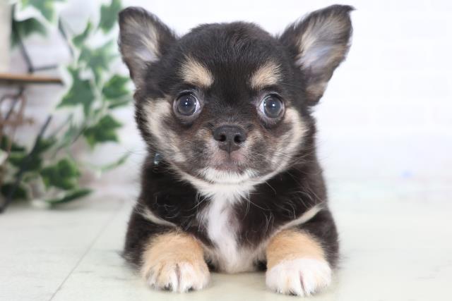 岡山県のチワワ(ロング) (Coo&RIKU岡山店/2025年12月17日生まれ/男の子/ブラックタンホワイト)の子犬の1枚目の画像