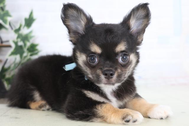 岡山県のチワワ(ロング) (Coo&RIKU岡山店/2025年12月17日生まれ/男の子/ブラックタンホワイト)の子犬の2枚目の画像