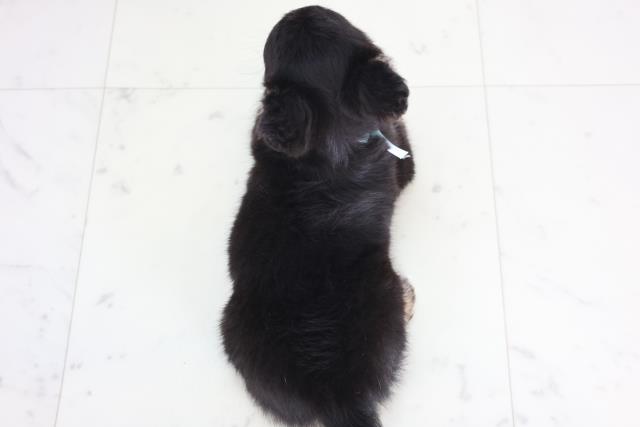 岡山県のチワワ(ロング) (Coo&RIKU岡山店/2025年12月17日生まれ/男の子/ブラックタンホワイト)の子犬の4枚目の画像