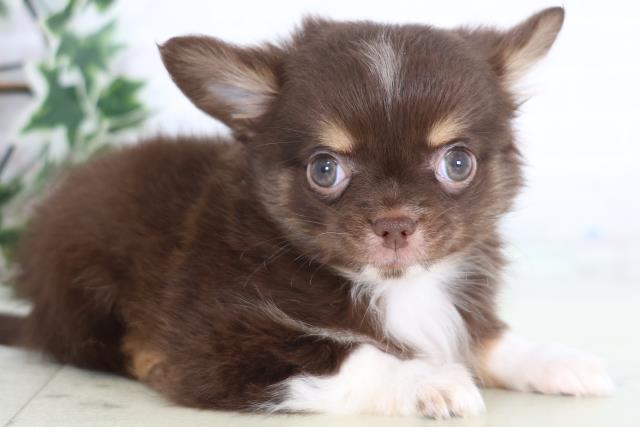 山口県のチワワ(ロング) (Coo&RIKUサンパークあじす店/2025年12月17日生まれ/男の子/チョコレートタンホワイト)の子犬の2枚目の画像