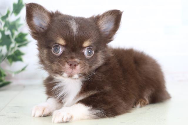 山口県のチワワ(ロング) (Coo&RIKUサンパークあじす店/2025年12月17日生まれ/男の子/チョコレートタンホワイト)の子犬の3枚目の画像