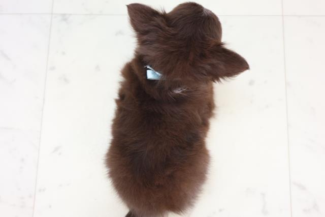 山口県のチワワ(ロング) (Coo&RIKUサンパークあじす店/2025年12月17日生まれ/男の子/チョコレートタンホワイト)の子犬の4枚目の画像