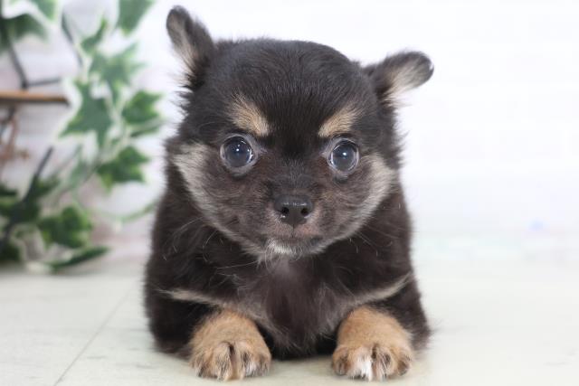 広島県のチワワ(ロング) (Coo&RIKU広島北店/2025年12月17日生まれ/男の子/ブラックタンホワイト)の子犬の1枚目の画像