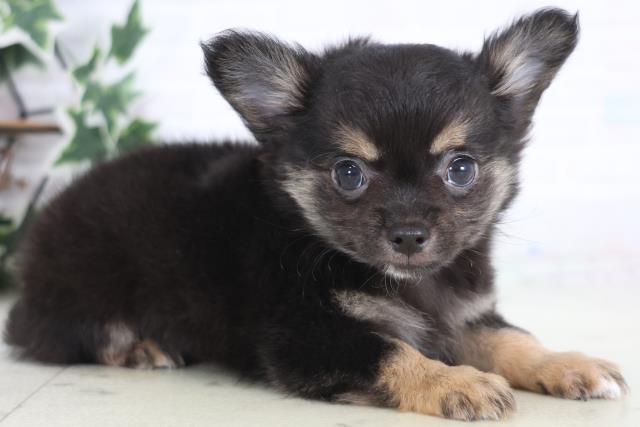 広島県のチワワ(ロング) (Coo&RIKU広島北店/2025年12月17日生まれ/男の子/ブラックタンホワイト)の子犬の2枚目の画像