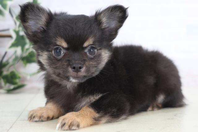 広島県のチワワ(ロング) (Coo&RIKU広島北店/2025年12月17日生まれ/男の子/ブラックタンホワイト)の子犬の3枚目の画像