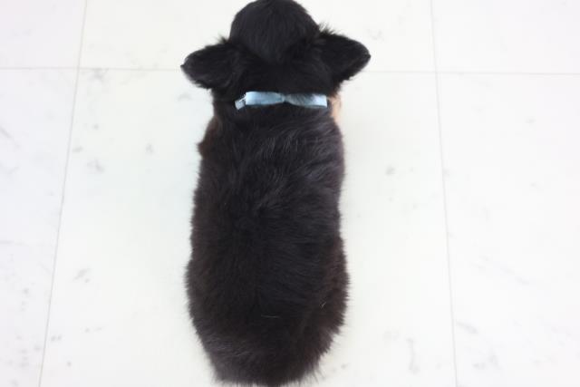 広島県のチワワ(ロング) (Coo&RIKU広島北店/2025年12月17日生まれ/男の子/ブラックタンホワイト)の子犬の4枚目の画像