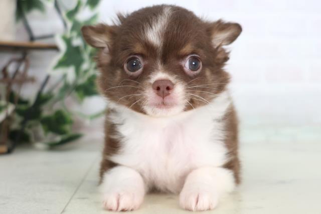 広島県のチワワ(ロング) (Coo&RIKUゆめタウン大竹店/2025年12月17日生まれ/男の子/チョコレートタンホワイト)の子犬の1枚目の画像