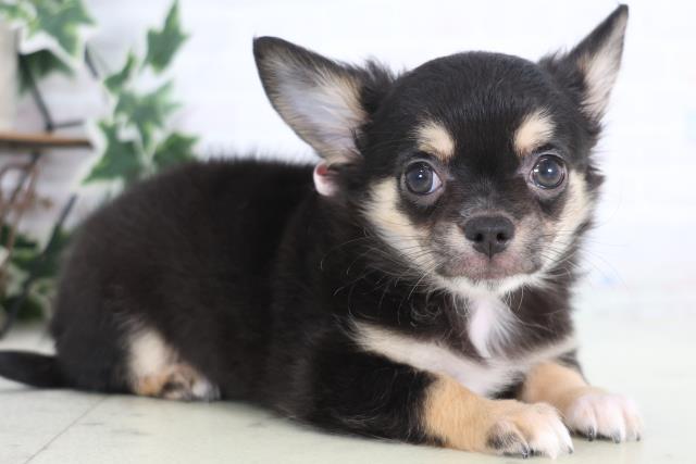 広島県のチワワ(ロング) (Coo&RIKUゆめタウン大竹店/2025年12月17日生まれ/女の子/ブラックタンホワイト)の子犬の2枚目の画像