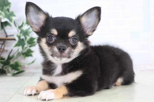 広島県のチワワ(ロング) (Coo&RIKUゆめタウン大竹店/2025年12月17日生まれ/女の子/ブラックタンホワイト)の子犬の3枚目の画像