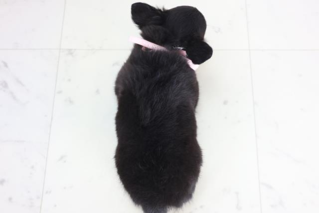 広島県のチワワ(ロング) (Coo&RIKUゆめタウン大竹店/2025年12月17日生まれ/女の子/ブラックタンホワイト)の子犬の4枚目の画像