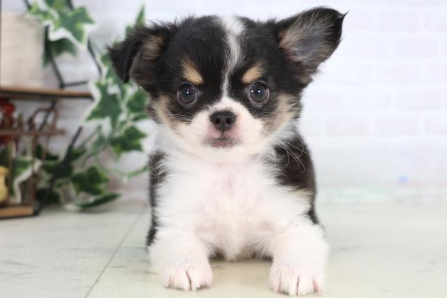 広島県のチワワ(ロング) (Coo&RIKU東広島店/2025年12月17日生まれ/女の子/ブラックタンホワイト)の子犬の1枚目の画像