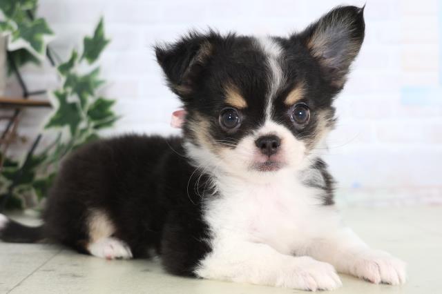 広島県のチワワ(ロング) (Coo&RIKU東広島店/2025年12月17日生まれ/女の子/ブラックタンホワイト)の子犬の2枚目の画像