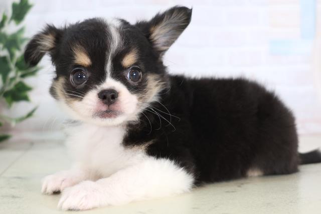 広島県のチワワ(ロング) (Coo&RIKU東広島店/2025年12月17日生まれ/女の子/ブラックタンホワイト)の子犬の3枚目の画像