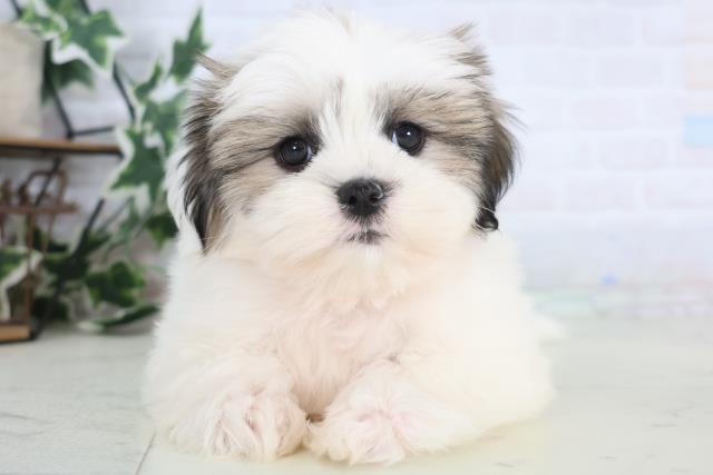 広島県のマルズー/マルシーズ(マルチーズ×シーズー) (Coo&RIKUゆめタウン大竹店/2025年12月17日生まれ/女の子/ゴールドホワイト)の子犬