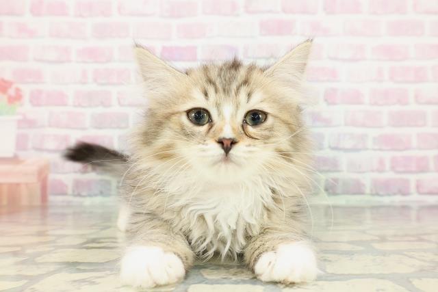 沖縄県のミヌエット (Coo&RIKU沖縄浦添店/2025年11月29日生まれ/女の子/ブラウンタビーホワイト)の子猫の1枚目の画像