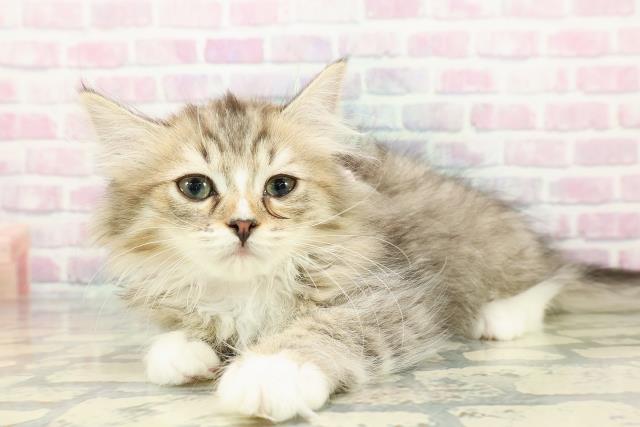 沖縄県のミヌエット (Coo&RIKU沖縄浦添店/2025年11月29日生まれ/女の子/ブラウンタビーホワイト)の子猫の2枚目の画像