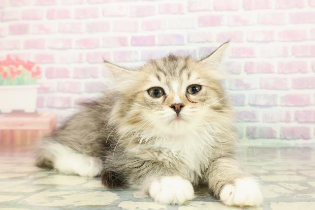 沖縄県のミヌエット (Coo&RIKU沖縄浦添店/2025年11月29日生まれ/女の子/ブラウンタビーホワイト)の子猫の3枚目の画像