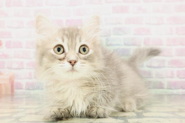 沖縄県のミヌエット (Coo&RIKUイオン北谷店/2025年11月29日生まれ/女の子/ブルータビー)の子猫の2枚目の画像