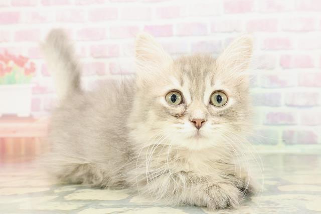 沖縄県のミヌエット (Coo&RIKUイオン北谷店/2025年11月29日生まれ/女の子/ブルータビー)の子猫の3枚目の画像