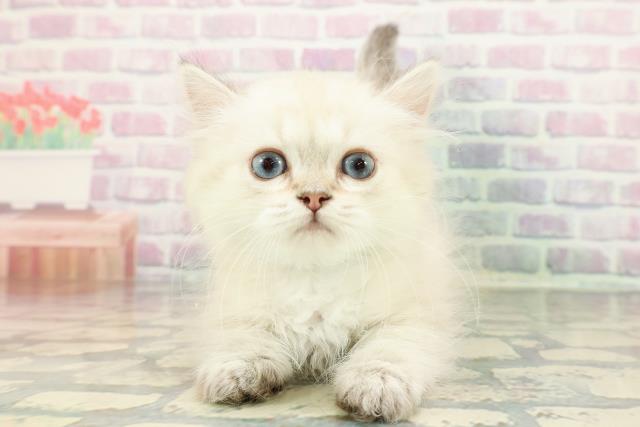 富山県のミヌエット (Coo&RIKU富山店/2025年12月9日生まれ/男の子/シールリンクスポイント)の子猫の1枚目の画像