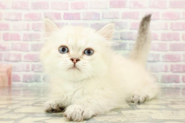 富山県のミヌエット (Coo&RIKU富山店/2025年12月9日生まれ/男の子/シールリンクスポイント)の子猫の2枚目の画像