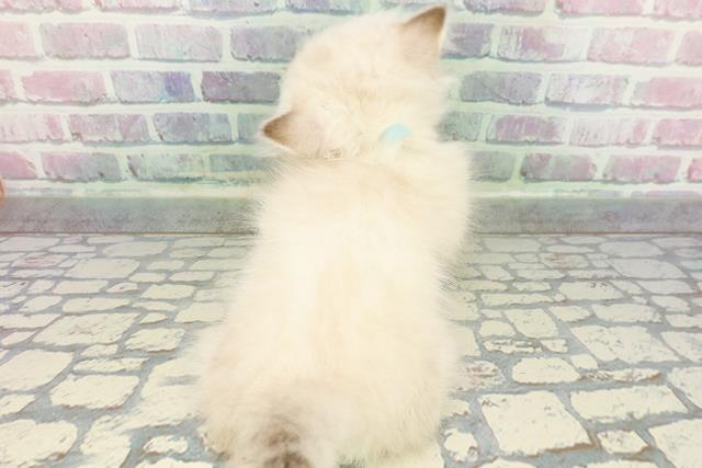 富山県のミヌエット (Coo&RIKU富山店/2025年12月9日生まれ/男の子/シールリンクスポイント)の子猫の4枚目の画像