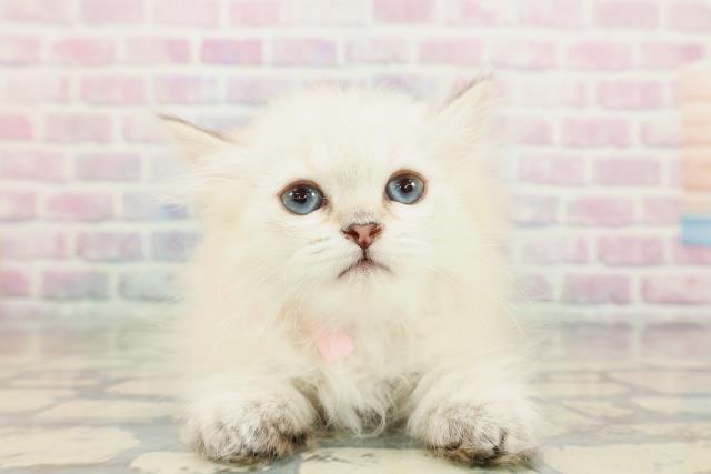 山形県のミヌエット (Coo&RIKUイオンタウン酒田店/2025年12月9日生まれ/女の子/シールリンクスポイント)の子猫の1枚目の画像