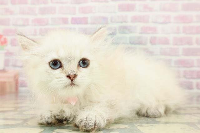 山形県のミヌエット (Coo&RIKUイオンタウン酒田店/2025年12月9日生まれ/女の子/シールリンクスポイント)の子猫の2枚目の画像