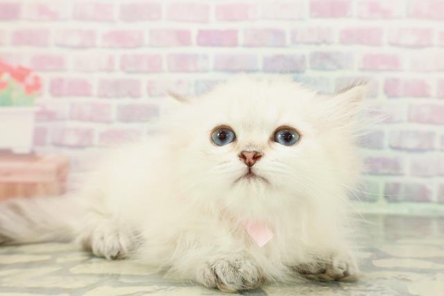 山形県のミヌエット (Coo&RIKUイオンタウン酒田店/2025年12月9日生まれ/女の子/シールリンクスポイント)の子猫の3枚目の画像