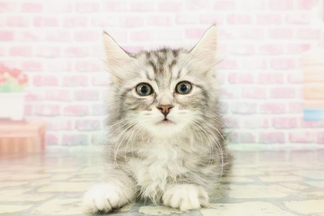 山形県のキンカロー (Coo&RIKUイオンタウン酒田店/2012年12月10日生まれ/女の子/シルバーパッチドタビー)の子猫の1枚目の画像