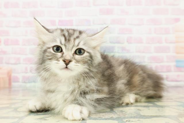 山形県のキンカロー (Coo&RIKUイオンタウン酒田店/2012年12月10日生まれ/女の子/シルバーパッチドタビー)の子猫の2枚目の画像