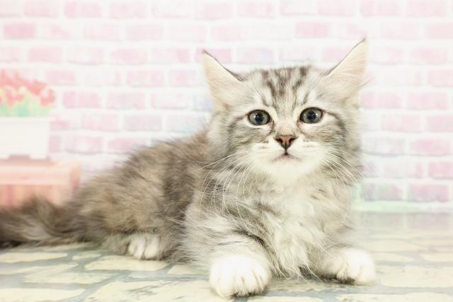 山形県のキンカロー (Coo&RIKUイオンタウン酒田店/2012年12月10日生まれ/女の子/シルバーパッチドタビー)の子猫の3枚目の画像