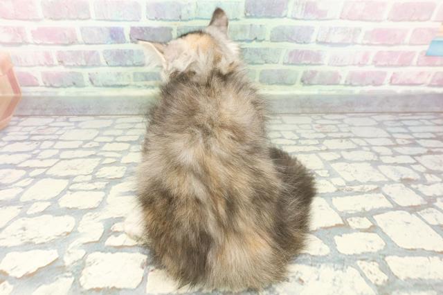 山形県のキンカロー (Coo&RIKUイオンタウン酒田店/2012年12月10日生まれ/女の子/シルバーパッチドタビー)の子猫の4枚目の画像