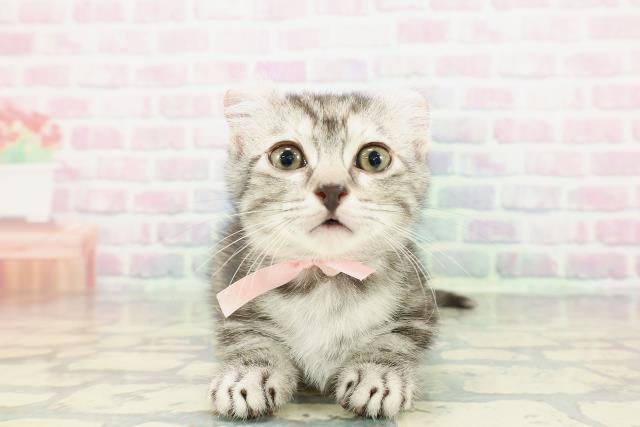 宮城県のキンカロー (Coo&RIKU仙台太白店/2012年12月10日生まれ/女の子/シルバーパッチドタビー)の子猫の1枚目の画像