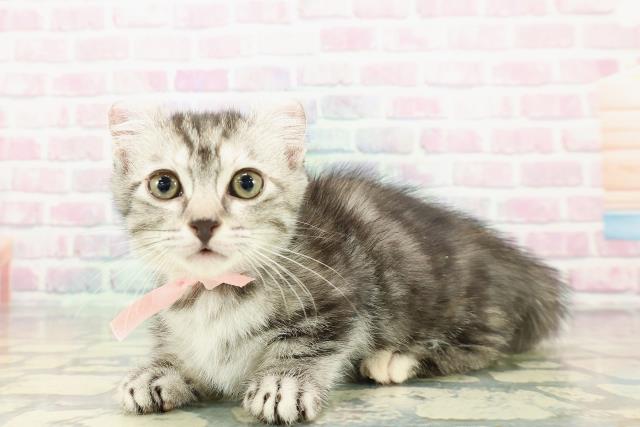 宮城県のキンカロー (Coo&RIKU仙台太白店/2012年12月10日生まれ/女の子/シルバーパッチドタビー)の子猫の2枚目の画像