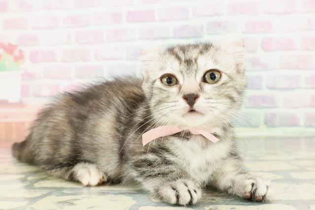 宮城県のキンカロー (Coo&RIKU仙台太白店/2012年12月10日生まれ/女の子/シルバーパッチドタビー)の子猫の3枚目の画像