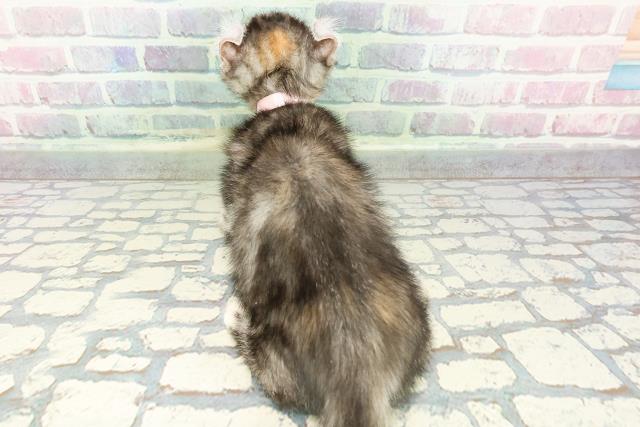 宮城県のキンカロー (Coo&RIKU仙台太白店/2012年12月10日生まれ/女の子/シルバーパッチドタビー)の子猫の4枚目の画像