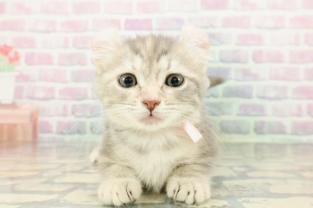 福島県のキンカロー (Coo&RIKU福島店/2012年12月10日生まれ/女の子/ブルーパッチドタビー)の子猫の1枚目の画像