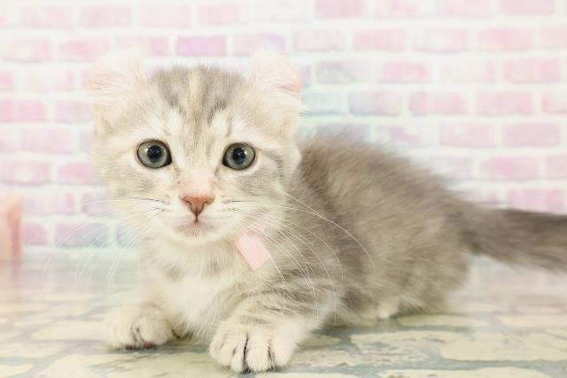 福島県のキンカロー (Coo&RIKU福島店/2012年12月10日生まれ/女の子/ブルーパッチドタビー)の子猫の2枚目の画像