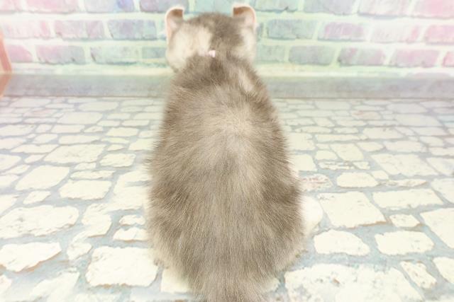 福島県のキンカロー (Coo&RIKU福島店/2012年12月10日生まれ/女の子/ブルーパッチドタビー)の子猫の4枚目の画像