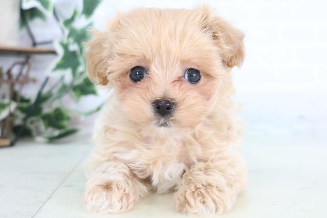 熊本県のマルプー(マルチーズ×プードル) (Coo&RIKU熊本店/2025年12月18日生まれ/男の子/クリーム)の子犬の1枚目の画像