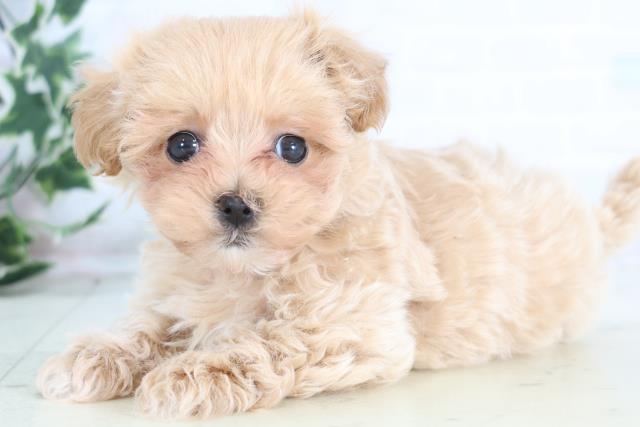 熊本県のマルプー(マルチーズ×プードル) (Coo&RIKU熊本店/2025年12月18日生まれ/男の子/クリーム)の子犬の3枚目の画像