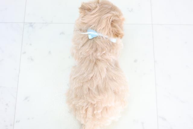 熊本県のマルプー(マルチーズ×プードル) (Coo&RIKU熊本店/2025年12月18日生まれ/男の子/クリーム)の子犬の4枚目の画像