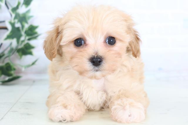 鹿児島県のマルプー(マルチーズ×プードル) (Coo&RIKU鹿屋店/2025年12月18日生まれ/男の子/クリーム)の子犬の1枚目の画像