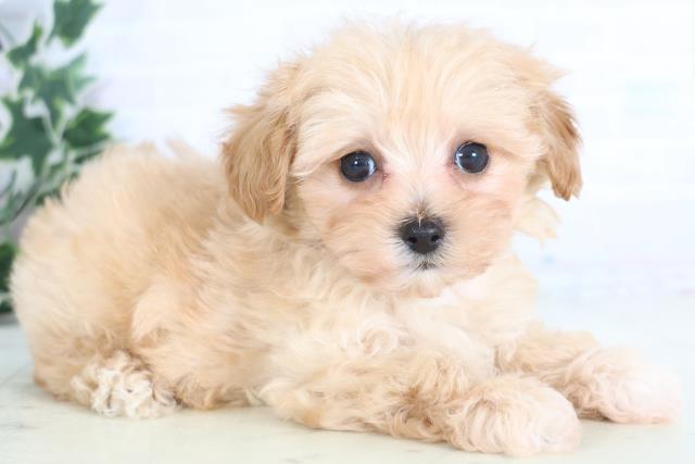 鹿児島県のマルプー(マルチーズ×プードル) (Coo&RIKU鹿屋店/2025年12月18日生まれ/男の子/クリーム)の子犬の2枚目の画像