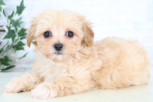 鹿児島県のマルプー(マルチーズ×プードル) (Coo&RIKU鹿屋店/2025年12月18日生まれ/男の子/クリーム)の子犬の3枚目の画像