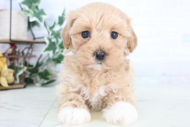 福岡県のマルプー(マルチーズ×プードル) (Coo&RIKU小倉店/2025年12月18日生まれ/男の子/クリーム)の子犬の1枚目の画像