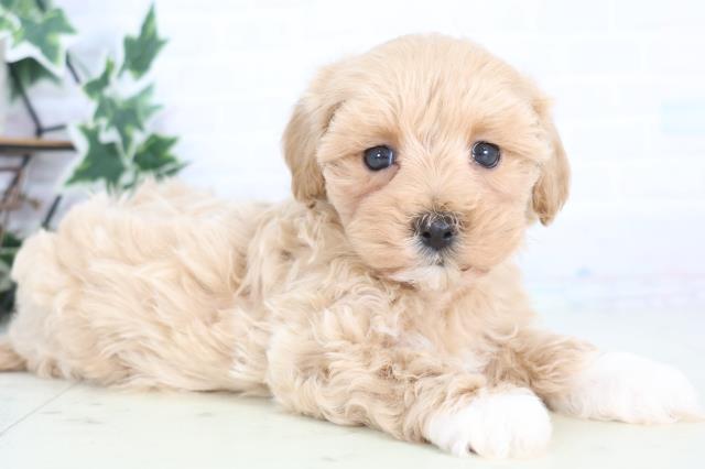 福岡県のマルプー(マルチーズ×プードル) (Coo&RIKU小倉店/2025年12月18日生まれ/男の子/クリーム)の子犬の2枚目の画像